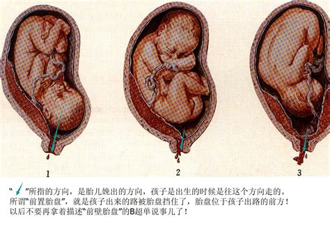 胎盘是怎么形成的